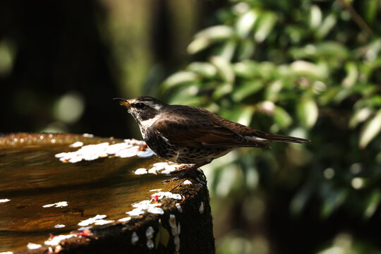 Dusky thrush bird perched on stone birdbath in park