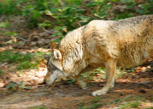 Germany, Bavaria, Gray wolf walking