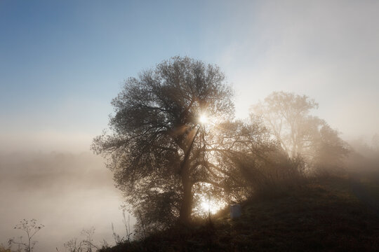 Germany, Bavaria, Wipfeld, View of willow tree in fog near Main river