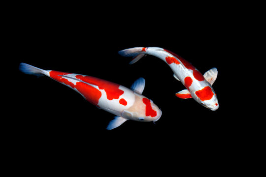 Two kois in a pond