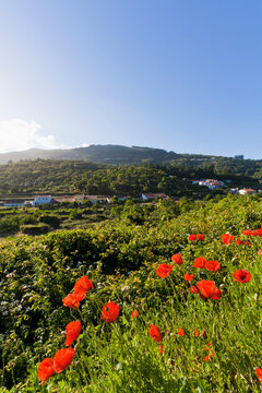 Portugal, View of poppy flower at Serra de Monchique