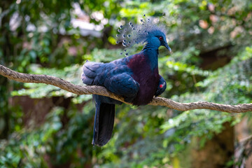 Fototapeta premium Victoria Crowned Pigeon (Goura victoria) on a tree branch