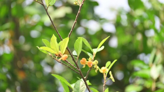 Streblus asper tree fruit. It&nbsp;is a species of&nbsp;flowering plant&nbsp;in the family&nbsp;Moraceae. This tree common name&nbsp;Siamese rough bush,&nbsp;khoi tree,&nbsp;serut tree and&nbsp;toothbrush tree.