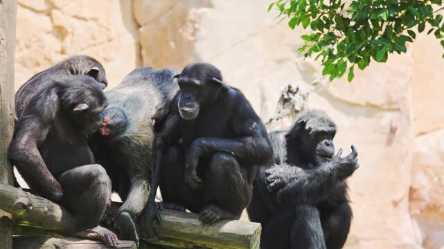 Monkeys play at the zoo and interact with each other in different ways