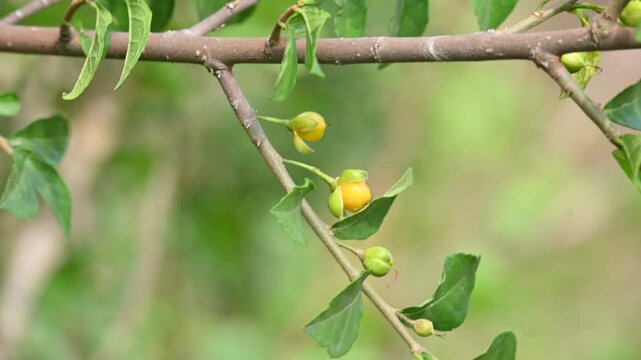 Streblus asper tree fruit. It&nbsp;is a species of&nbsp;flowering plant&nbsp;in the family&nbsp;Moraceae. This tree common name&nbsp;Siamese rough bush,&nbsp;khoi tree,&nbsp;serut tree and&nbsp;toothbrush tree.