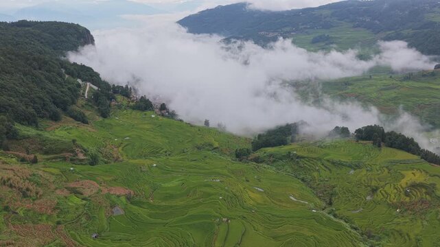 Aerial view of lush green Yuanyang Rice Terraces carved into the mountainside, partially obscured by rolling clouds and mist in Yuanyang Rice Terraces, Yunnan, China.
