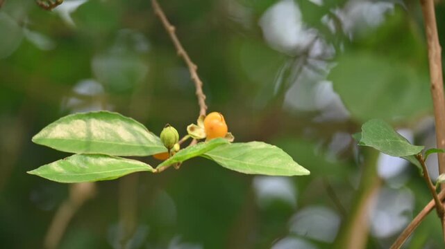 Streblus asper tree fruit. It&nbsp;is a species of&nbsp;flowering plant&nbsp;in the family&nbsp;Moraceae. This tree common name&nbsp;Siamese rough bush,&nbsp;khoi tree,&nbsp;serut tree and&nbsp;toothbrush tree.