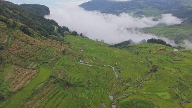 Aerial view of lush green rice terraces carved into the mountainside with mist rolling over the hills in Yuanyang Rice Terraces, Yunnan, China.