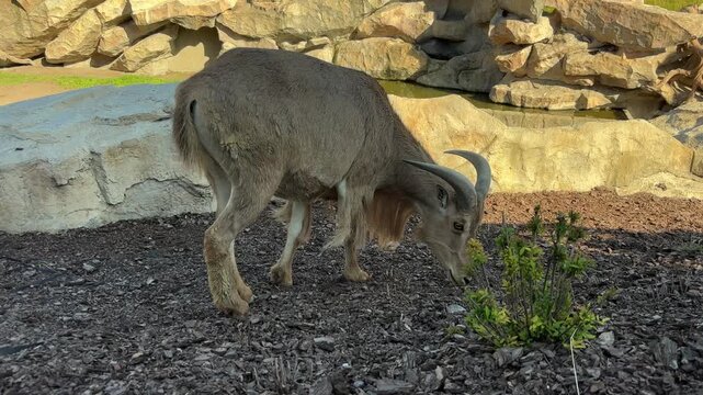 Barbary sheep with curved horns foraging, licking salt, and looking at camera