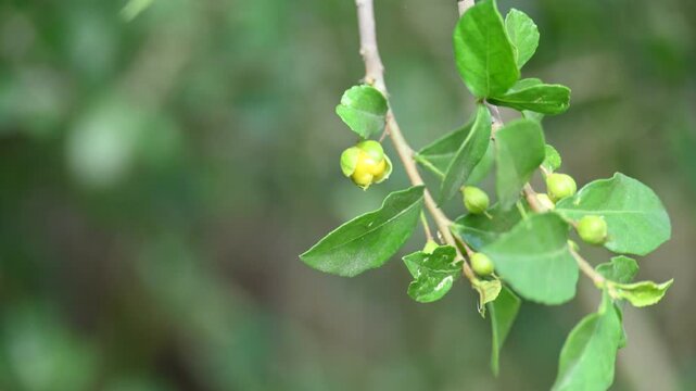 Streblus asper tree fruit. It&nbsp;is a species of&nbsp;flowering plant&nbsp;in the family&nbsp;Moraceae. This tree common name&nbsp;Siamese rough bush,&nbsp;khoi tree,&nbsp;serut tree and&nbsp;toothbrush tree.