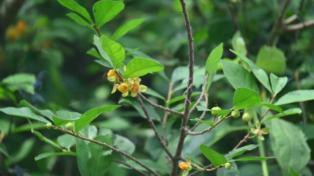 Streblus asper tree fruit. It&nbsp;is a species of&nbsp;flowering plant&nbsp;in the family&nbsp;Moraceae. This tree common name&nbsp;Siamese rough bush,&nbsp;khoi tree,&nbsp;serut tree and&nbsp;toothbrush tree.