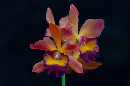Cattleya Hybrid Orchid