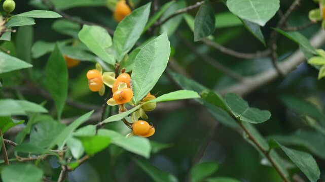 Streblus asper tree fruit. It&nbsp;is a species of&nbsp;flowering plant&nbsp;in the family&nbsp;Moraceae. This tree common name&nbsp;Siamese rough bush,&nbsp;khoi tree,&nbsp;serut tree and&nbsp;toothbrush tree.