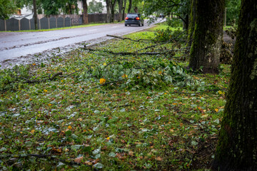 Obraz premium Broken Branches Beside a Wet Road After an Autumn Storm