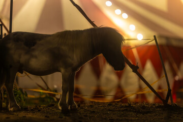 Silhouette of a Pony in Front of a Tent © Emanuel