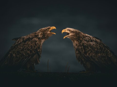 White-tailed Eagles Calling Face to Face at Dusk