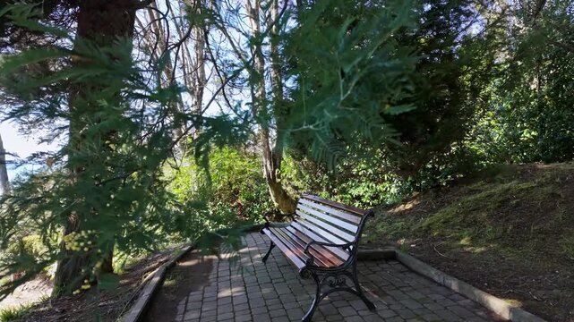 Empty wooden bench along a paved path surrounded by tall pine trees in sunlight.