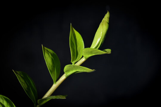 Emerald or Aroid palm branch on black background