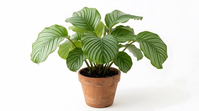 Calathea Orbifolia in Natural Terracotta Pot