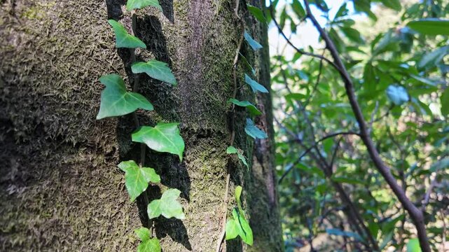 Green ivy leaves climbing a moss covered tree trunk deep in a lush forest.