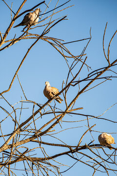 Eurasian collared doves perched among bare branches, Gran Canaria