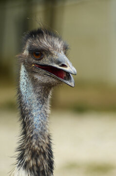 emu