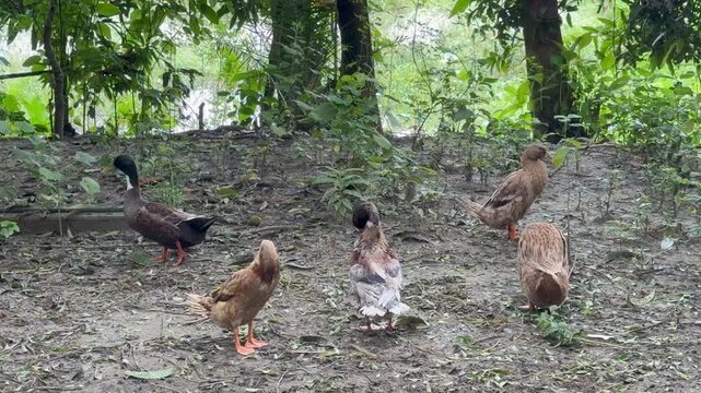 A group of domestic ducks are drying their bodies on the shore and looking curiously at each other. The location is Comilla, Bangladesh.