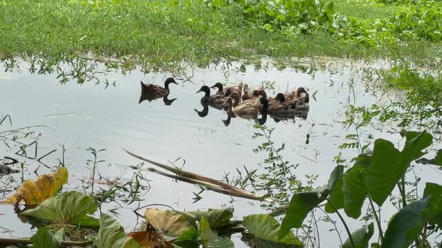 A group of domestic ducks are floating in the water and playing. The location is Comilla, Bangladesh.