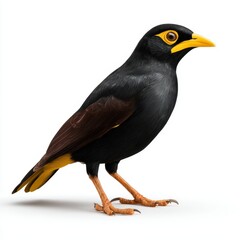 Fototapeta premium Common Myna Bird With Black Plumage And Yellow Beak Isolated On A Plain White Studio Background