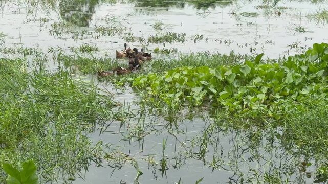 A group of domestic ducks are floating in the water and playing. The location is Comilla, Bangladesh.