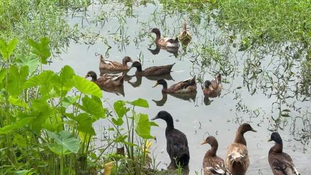 A group of domestic ducks are floating in the water and playing. The location is Comilla, Bangladesh.