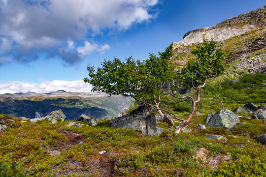 Green, lush trees growing near the rock formations. A summer landscape of a protected nature reserve Kallskaret in World Heritage Area in Western Norway.