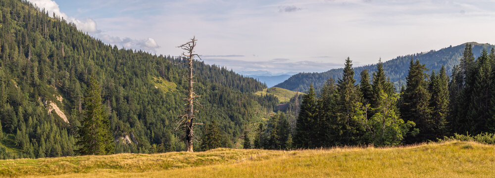 Postalm plateau pasture with dry tree and Dachstein mountains Austria