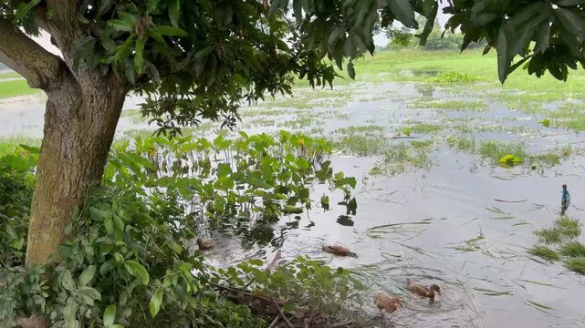 A group of domestic ducks are floating in the water and playing. The location is Comilla, Bangladesh.