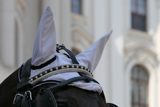 Close-up of carriage horse wearing ear covers and bridle in Vienna.