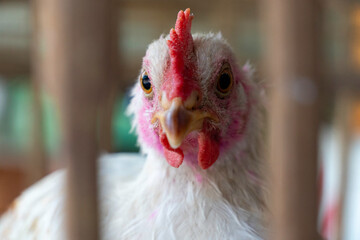 Frontal close-up portrait of a white chicken staring through wooden cage bars in horizontal view. Poultry farming, domestic fowl, and animal portrait concept. © panji
