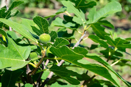Close-up of green unripe figs growing on a tree branch