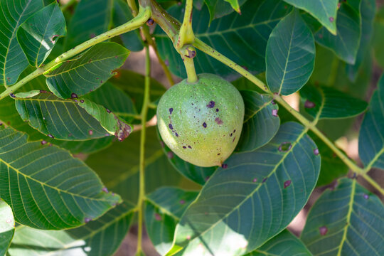 Green unripe walnut growing on a tree branch among leaves
