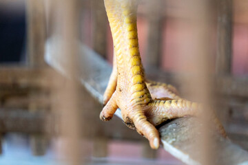Macro close-up of yellow scaly chicken foot and claws gripping a wooden perch inside a coop in horizontal view. Poultry anatomy and livestock biology concept. © panji