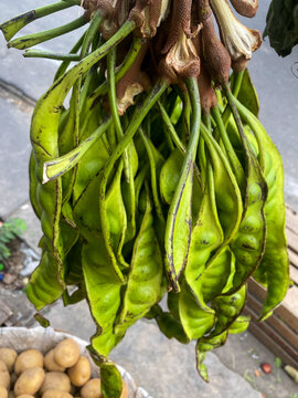 Bunch of fresh bitter beans or stink beans