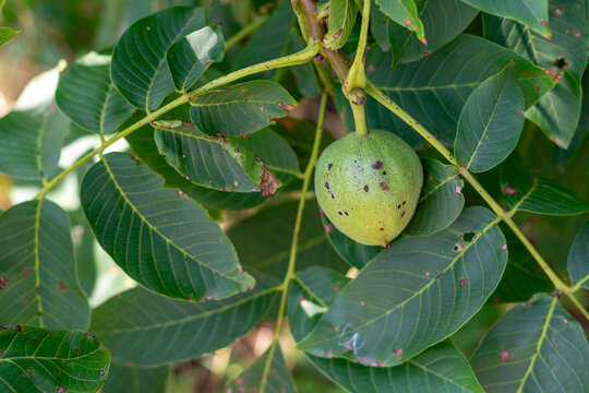 Green unripe walnut growing on a tree branch among leaves