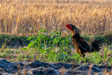 Rooster standing near green wild plants in a dry harvested rice field illuminated by golden morning sunlight in horizontal view. © panji