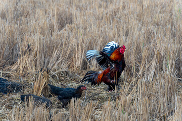 Rooster flapping wings high on dry stubble field beside foraging hen © panji