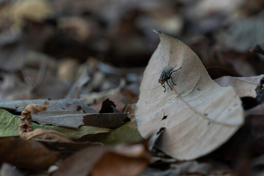 Common fly perched on dry fallen leaf in autumn forest litter