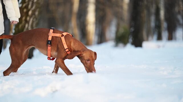 Hungarian Vizsla Sniffing Snow in Forest in 4K