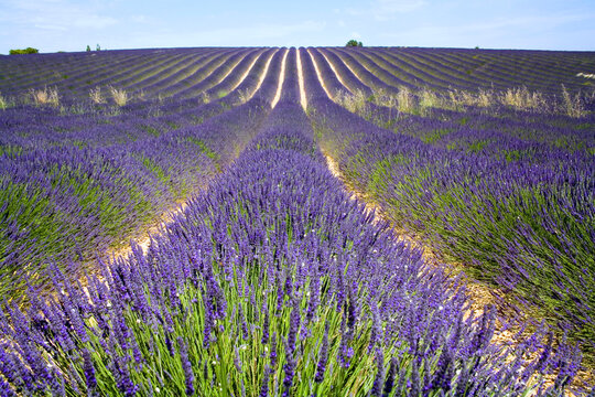 Lavender fields in Provence France