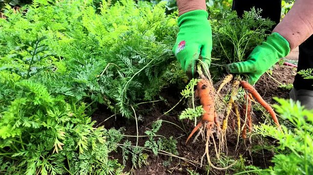 Frau erntet Karotten, M&ouml;hren im eigenen Garten, Selbstversorgung, Gartenarbeit