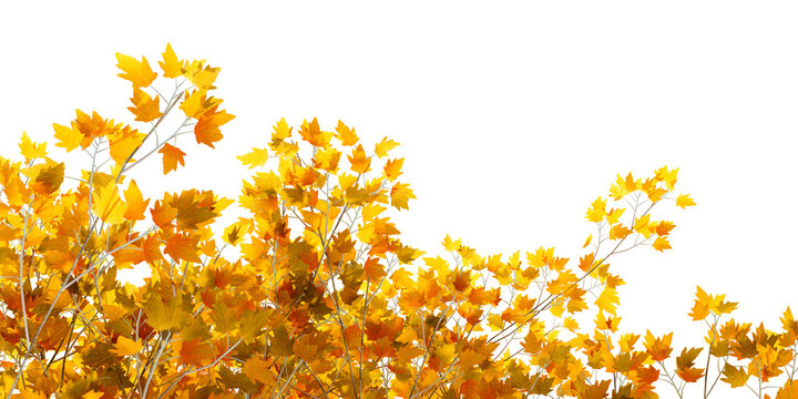 Vibrant yellow autumn map leaves on tree branches isolated on transparent background