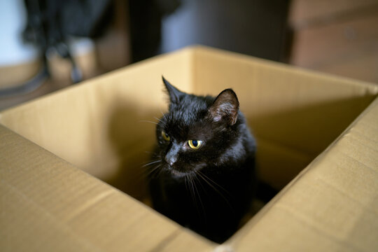 Playful black cat exploring an empty packing box