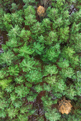 Snow covered forest seen from above © AlexGo
